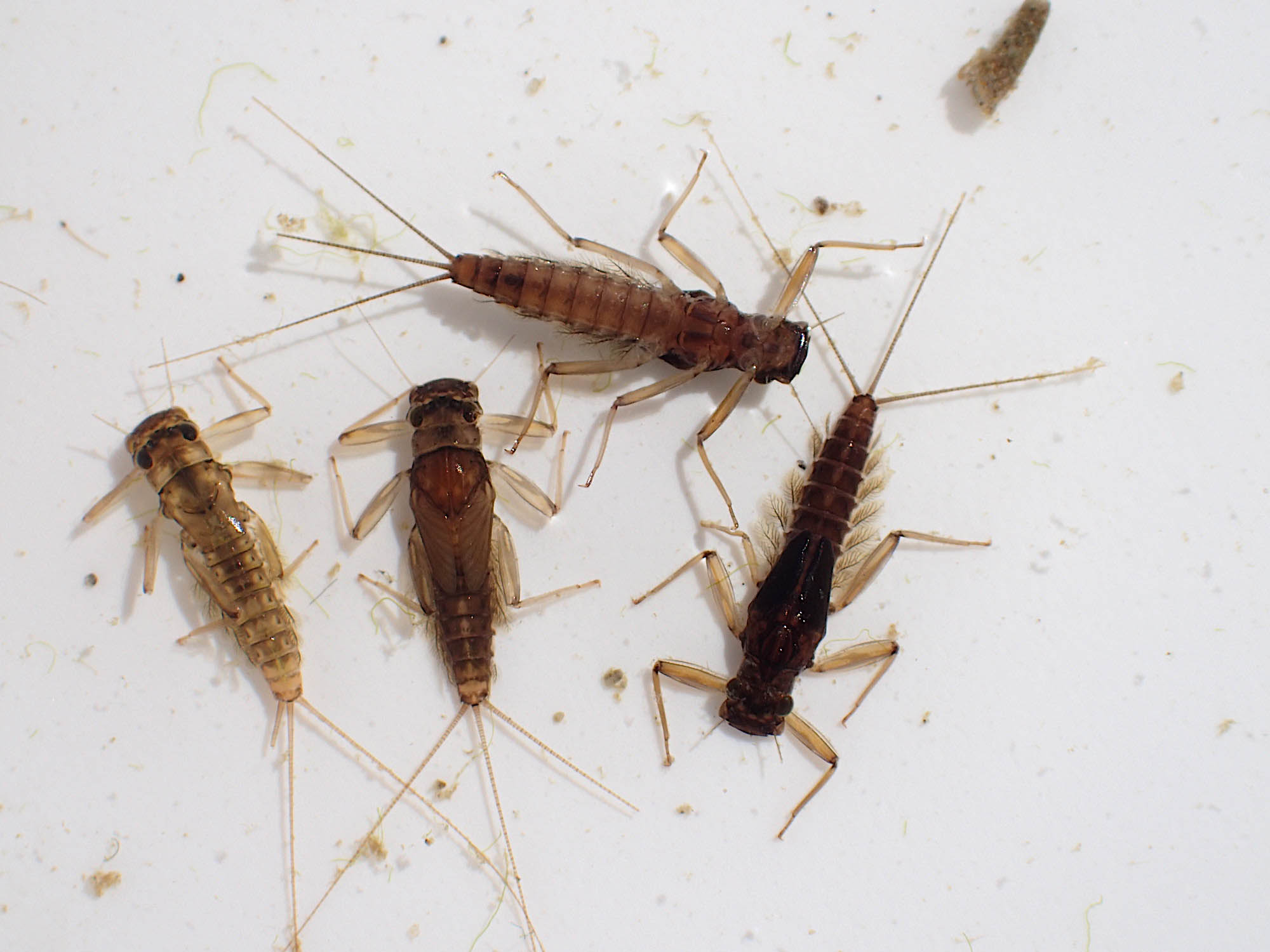 Live Deleatidium fumosum nymphs photographed in a shallow white dish
